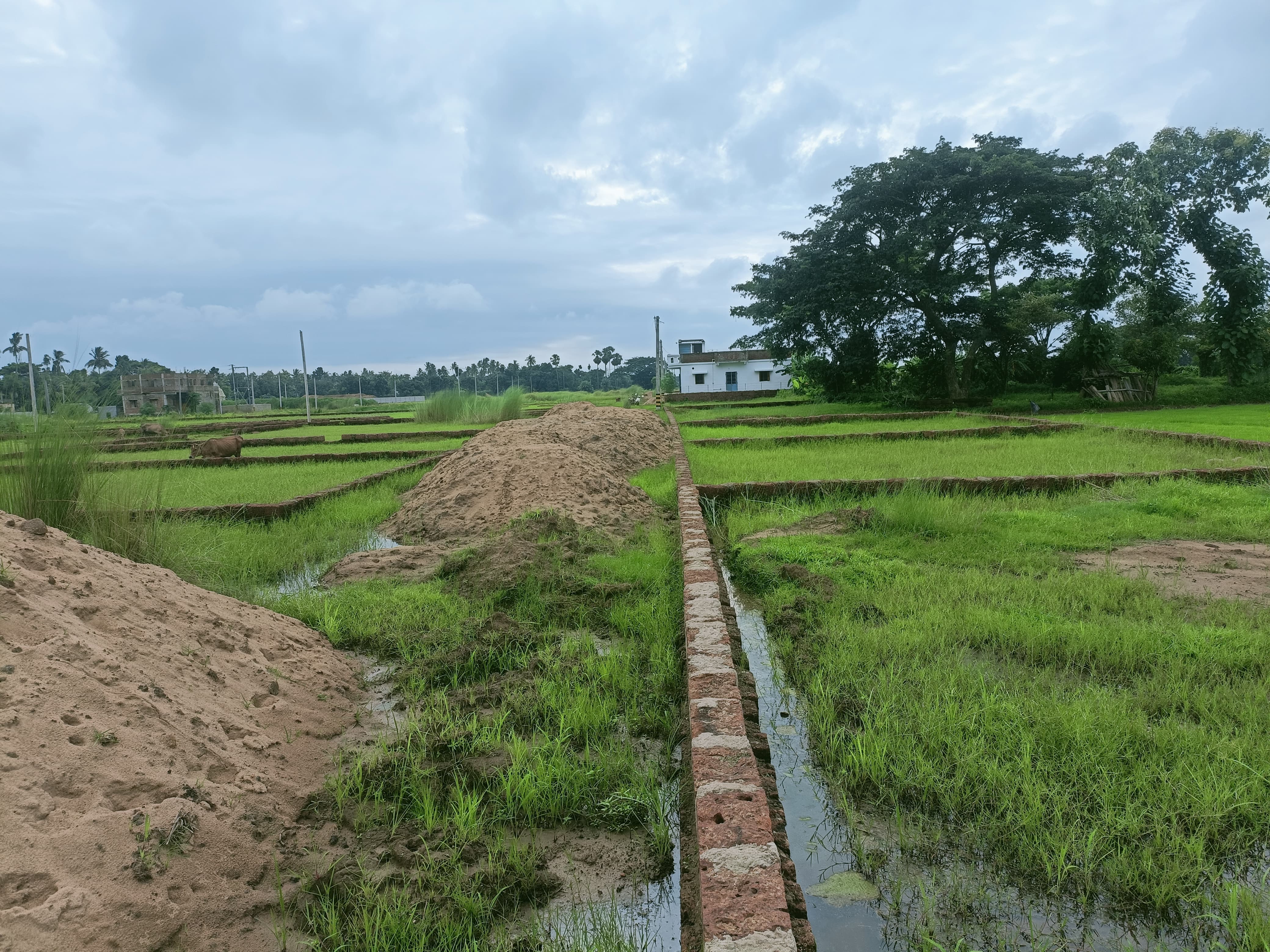 6000 sqft Land For Sharing Apartment Project In Malipada.